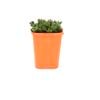 85mm Bright & Easy - Crassula David