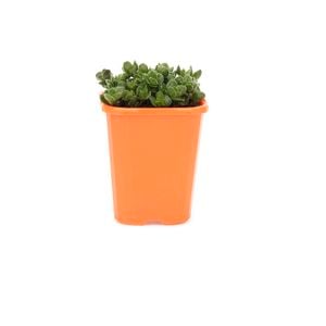 85mm Bright & Easy - Crassula David