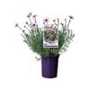 140mm AFRICAN EYES Pink & White - Rhodanthemum 