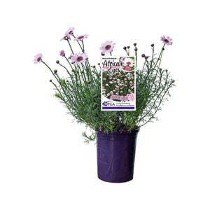 140mm AFRICAN EYES Pink & White - Rhodanthemum 