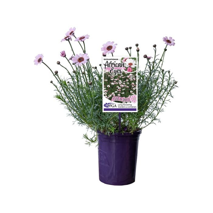 140mm AFRICAN EYES Pink & White - Rhodanthemum 