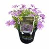 150mm Brachyscombe Violet Brasco