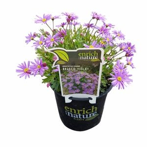 150mm Brachyscombe Violet Brasco