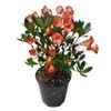 3.3L Vireya Saxon Blush - Vireya