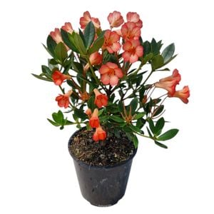 3.3L Vireya Saxon Blush - Vireya