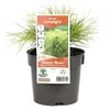 140mm Limelight Bower Wattle - Acacia cognata
