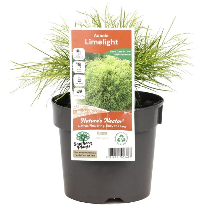140mm Limelight Bower Wattle - Acacia cognata