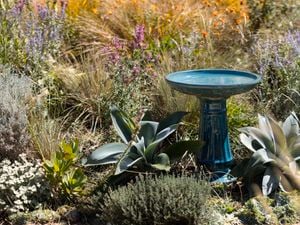 A forest green Northcote Pottery bird bath sitting in a garden bed with ornamental grasses and flowering plants