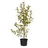 330mm Crab Apple - Malus Ioensis 'Plena' C