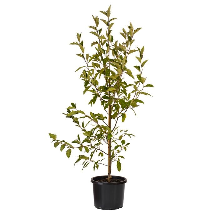330mm Crab Apple - Malus Ioensis 'Plena' C
