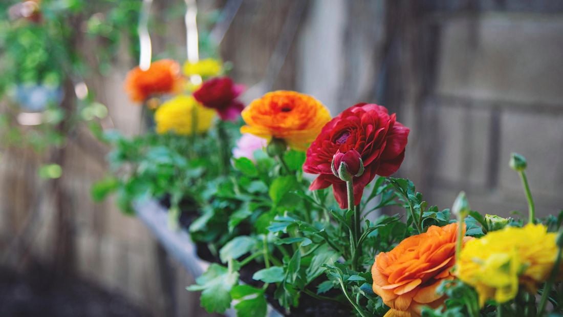 colourful ranunchulus flowers in pots outside