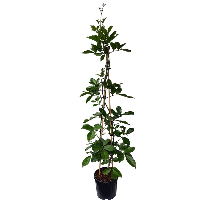 10L Three Kings Vine - Tecomanthe Speciosa