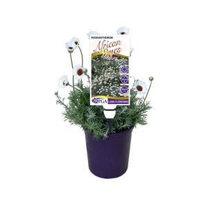 140mm Rhodanthemum African Eyes