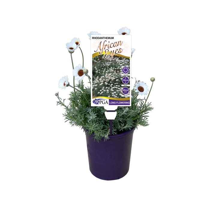 140mm Rhodanthemum African Eyes