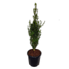 20L Upright Box - Buxus sempervirens Graham Blandy