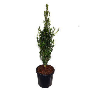 20L Upright Box - Buxus sempervirens Graham Blandy