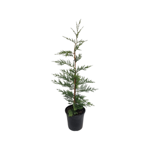 200mm Leighton Green - Cupressocyparis leylandii