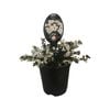 3.5L Bacopa Epic Assorted - Bacopa scopia