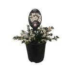 3.5L Bacopa Epic Assorted - Bacopa scopia