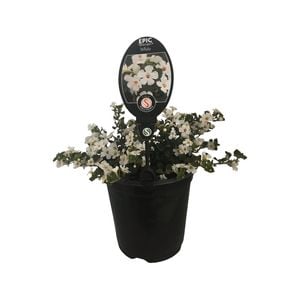 3.5L Bacopa Epic Assorted - Bacopa scopia