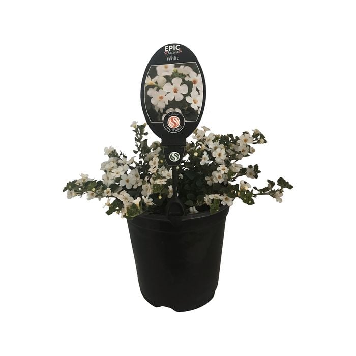 3.5L Bacopa Epic Assorted - Bacopa scopia