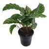 70mm Freddy - Calathea concinna