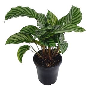 70mm Freddy - Calathea concinna