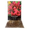 Yarra Valley Bulbs Lilium Forza Red 4 Pack
