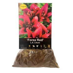 Yarra Valley Bulbs Lilium Forza Red 4 Pack