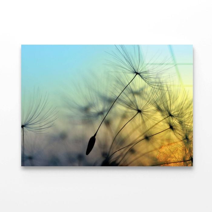Golden Sunset & Dandelion  Print 100% Australian Made 120 x 90cm  (Acrylic)