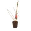 200mm Flowering Cherry - Prunus