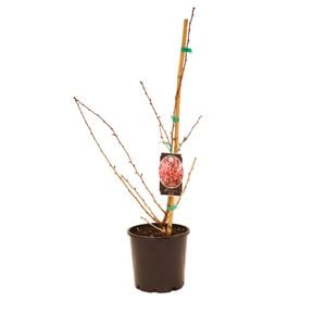 200mm Flowering Cherry - Prunus
