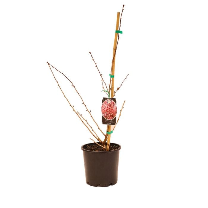 200mm Flowering Cherry - Prunus