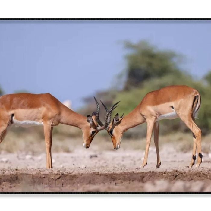 Two Fighting Male Impala Antelope  Print 100% Australian Made 120x90cm  (Poster)