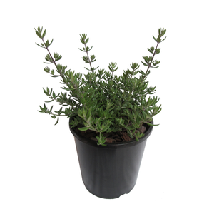 1.9L Westringia Aussie Box - Westringia fruticosa