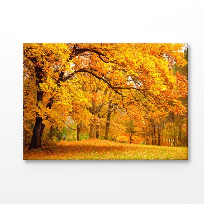 Autumn Leaves In The Forest Print 100% Australian Made 90x60cm (Stretched Canvas)