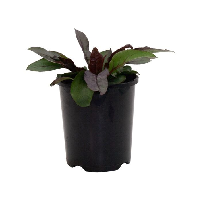 140mm Penstemon Dakota Burgundy