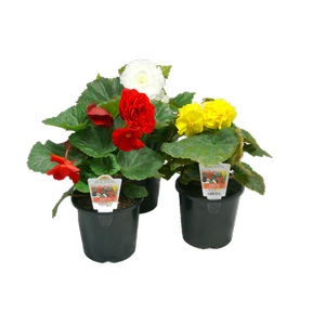 1.3L Begonia - Begonia tuberous