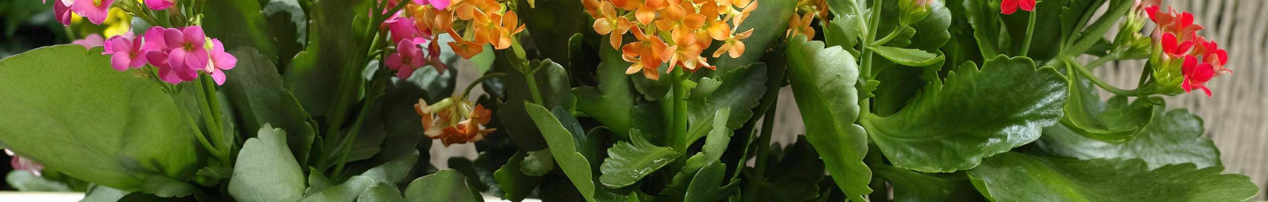 Colourful kalanchoe flowers in pots