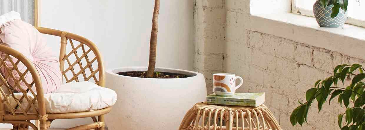 How to decorate with indoor plants