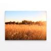 Foxtail Grass Field in the Sun  Print 100% Australian Made 120 x 90cm  (Stretched)