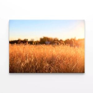 Foxtail Grass Field in the Sun  Print 100% Australian Made 120 x 90cm  (Stretched)