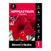 Bloomin Bulbs Hippeastrum Carmen - 1 Pack