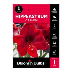 Bloomin Bulbs Hippeastrum Carmen - 1 Pack