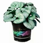 140mm Brunnera Siberian Bugloss 'Alchemy Silver' - Brunnera Macrophylla