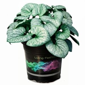 140mm Brunnera Siberian Bugloss 'Alchemy Silver' - Brunnera Macrophylla