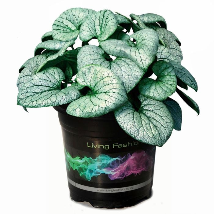 140mm Brunnera Siberian Bugloss 'Alchemy Silver' - Brunnera Macrophylla