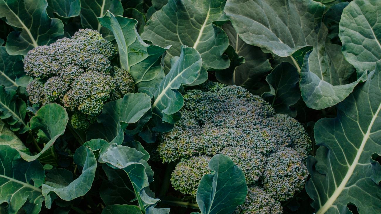 Close-up of a organic broccoli cluster growing on the end of the plant stalk