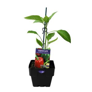 100mm Capsicum Califor Wonder - Capsicum annuum