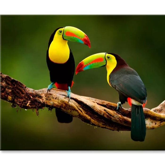 Toucan Sitting on The Branch in Forest  Print 100% Australian Made 120 x 90cm  (Stretched)